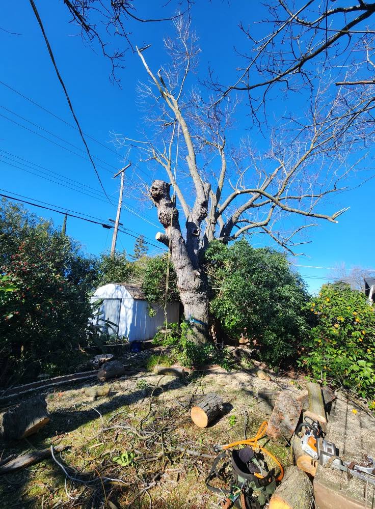 Matias tree service and landscape contractor crew cutting a large tree in Sacramento, CA